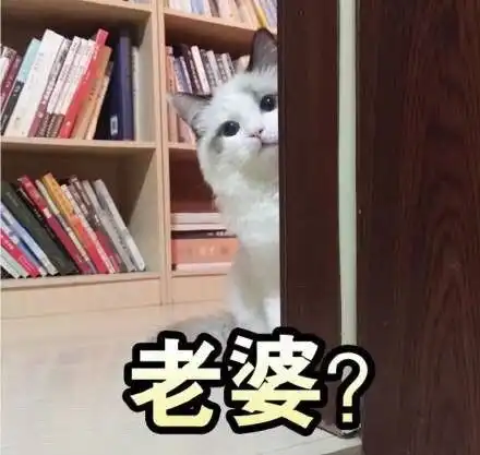猫咪斗图表情
