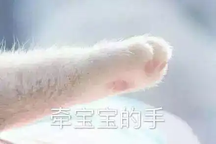 哇,可爱猫咪表情包来了,喜欢猫咪的快来收图,萌得我一塌糊涂
