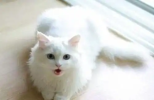 被小主人亲了一口之后,猫咪的表情简直太戏精了你又不亏
