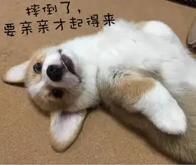 柯基宝宝表情包
