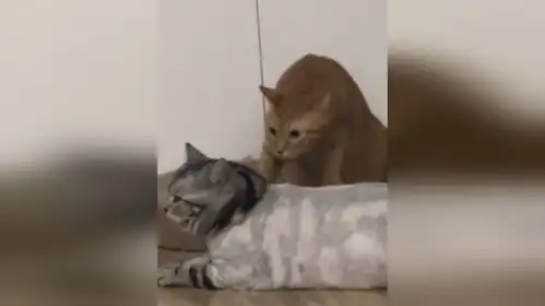 当狸花猫剃毛回家后橘猫表情亮了
