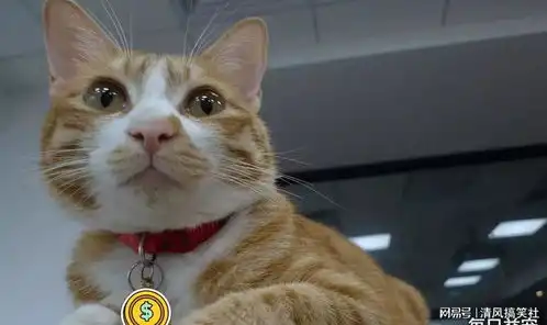 橘猫每天都来银行催业务,莫非是存了千万条小鱼干
