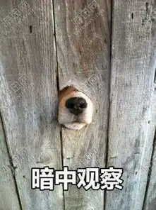 哈士奇暗中观察表情包下载哈士奇暗中观察表情包app下载哈士奇暗中观察表情包手机版下载
