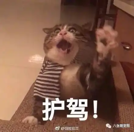 论抓拍猫的技术,我只服她,所以猫咪到底长什么样
