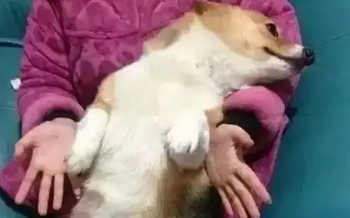 宠物绝育是对宠物的残忍不,是你想多了
