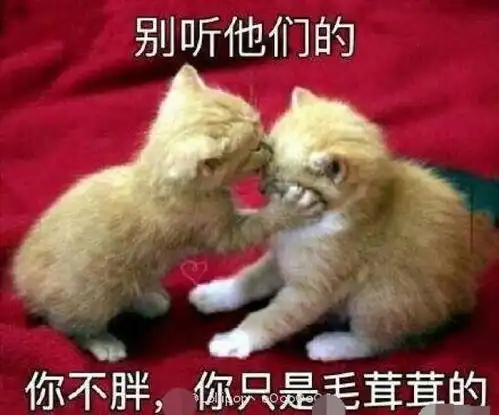 周杰伦变胖了粉丝们议论纷纷各抒己见
