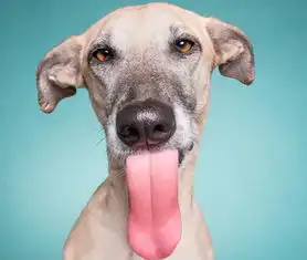 狗的身体语言有哪些

