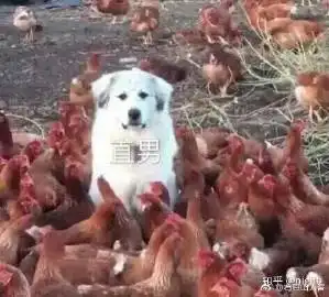 有只山人客的微博微博
