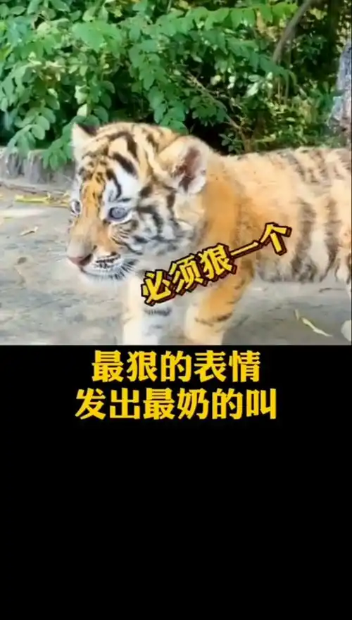 小老虎用最狠的表情,发出最奶的叫声,真是太萌了
