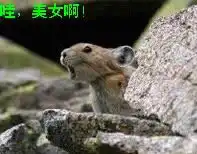 搞笑动物qq表情

