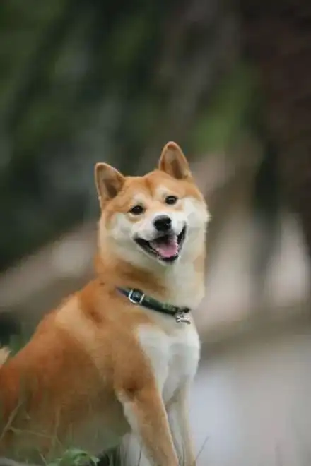 治愈系的狗狗,这也太可爱了叭

