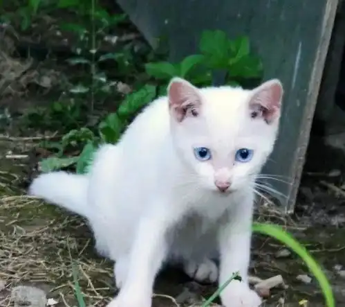 猫咪夜不归宿,被主人关门外,表情让人笑喷快给本喵开门
