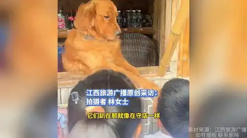 金毛替主人守小卖部,应酬客人狗子表情嫌弃又无奈
