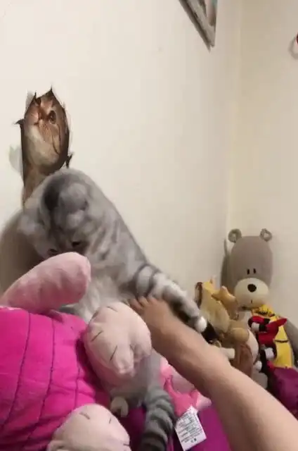 这猫咪的主人是魔鬼吗竟然把脚放去给它闻,它的表情出卖了一切
