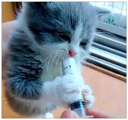 男子给小猫咪喂奶,拿走奶瓶的一刻,它的表情让主人笑喷
