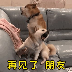 这届狗子肯定上过学

