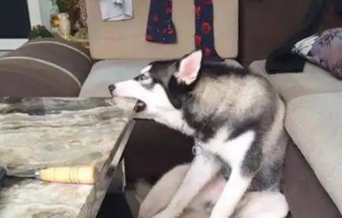 主人动手打狗,为啥狗却从不反抗兽医你在狗眼中是这样的
