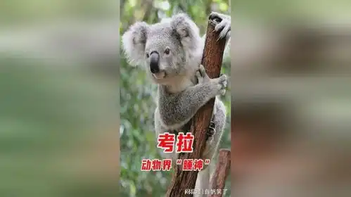 武林萌主考拉,打架输了哇哇大哭抱
