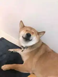 狗狗每次犯错都会用这招,眼睛都快眯没了
