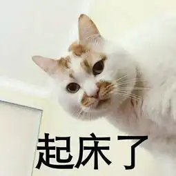 网红猫楼楼表情合集
