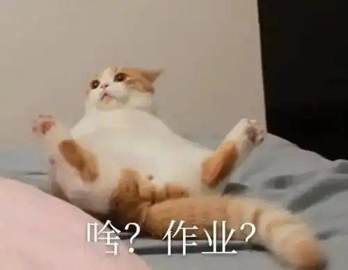 怎么还不放假啊啊啊啊丨第208期猫咪表情包
