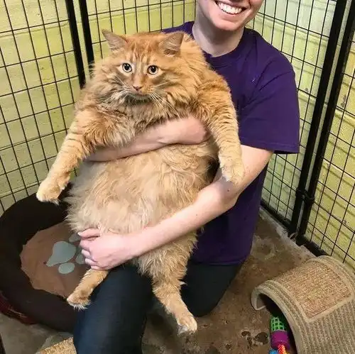 健忘主人见空碗就倒猫粮,猫吃成火箭筒,被迫参加减肥计划
