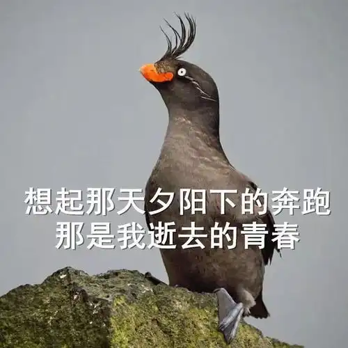 我的表情包无穷无尽鸟中终极沙雕王凤头海雀
