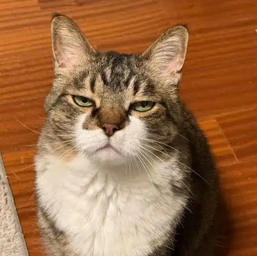奴才全家出门玩留它顾家,猫咪厌世表情眼神超有戏
