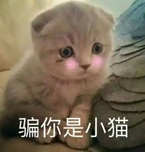 大热天的,我都要化成猫泥了
