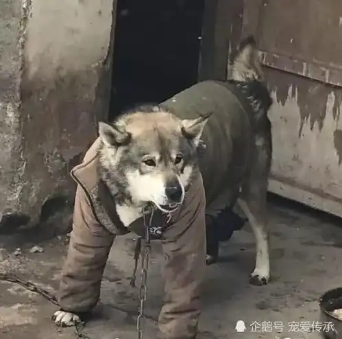村里老人告诉你,都是狗,为啥土狗更抗冻,这一特点,只有土狗有
