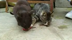 给猫咪一个玩具,狸花猫一脸不屑,黑猫面无表情,怎么办
