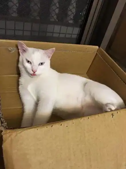 白猫想偷摸橘猫的屁股,结果被主人给拍到了......
