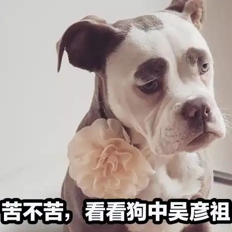 正能量什么的都算了吧,这只狗每天都很丧
