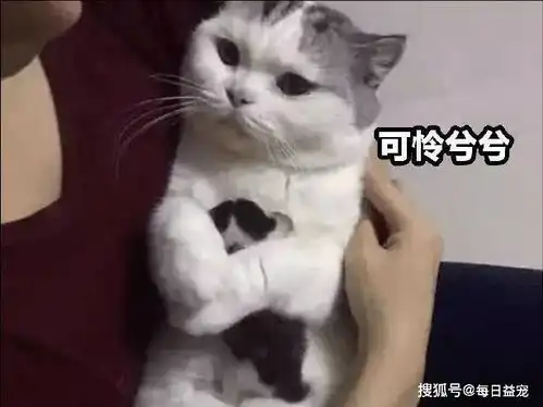 猫崽被主人接连送走,猫妈妈紧紧抱着最后一只,一脸委屈太搞笑
