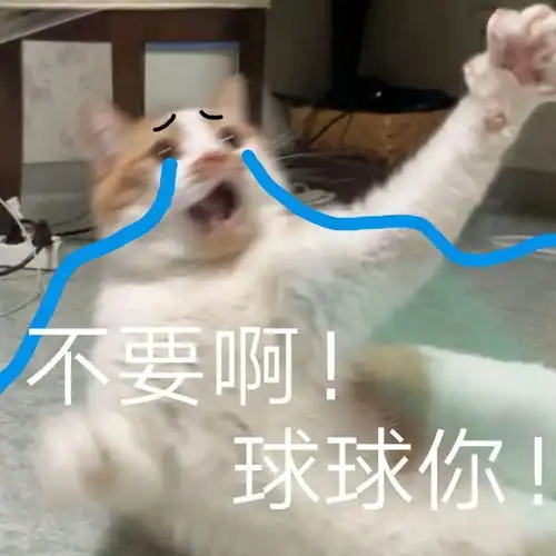 头像表情包丨小猫咪能有什么坏心思呢
