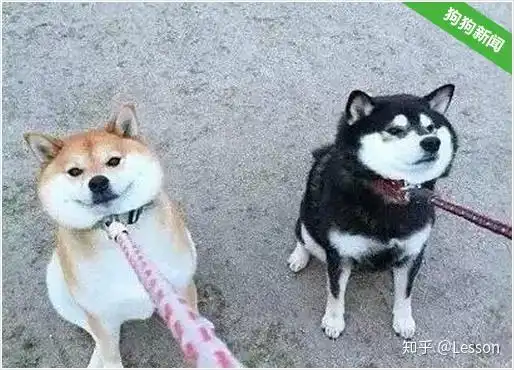 柴犬,让人迷恋的绝不止微笑和表情包
