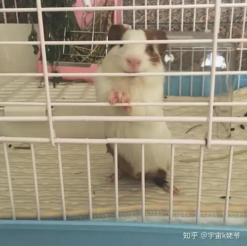 荷兰猪和仓鼠哪个更适合新手养
