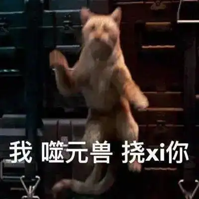 千万不要养橘猫啊血与泪的教训
