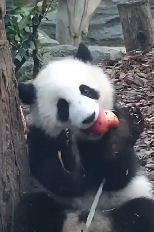 熊猫饲养员被开除,因和熊猫抢苹果走红笑翻评论区水果大熊猫苹果属濒危物种网易订阅
