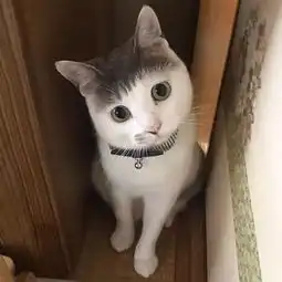 为什么一只猫剪齐刘海会这么好看

