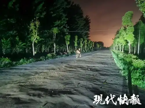 常熟滨江两匹马深夜出走,在赵市田里狂奔