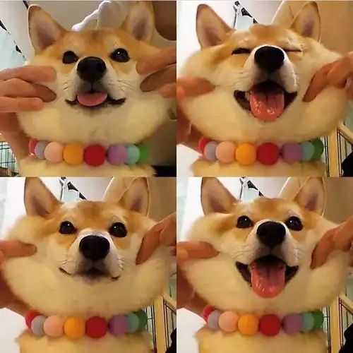 听说旺旺旺狗年有萌犬与你相伴