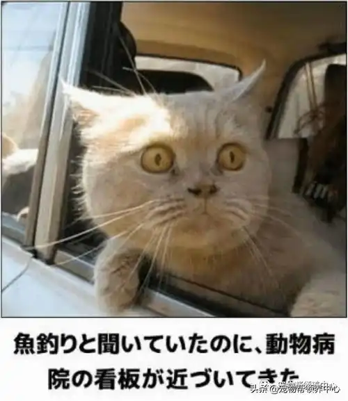 猫咪被骗去宠物医院,竟露出不可置信的震惊表情你骗我
