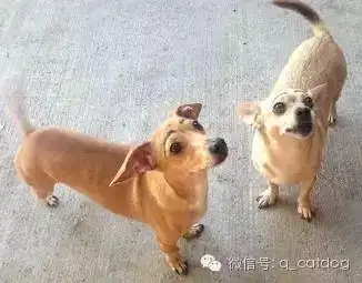 假如狗狗们有了眉毛,好有喜感
