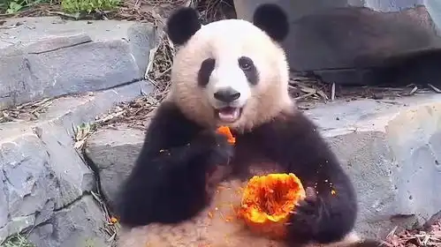 邋遢小熊香果,长大后把自己吃成了充气熊猫
