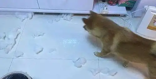 当狗子发现自己被端上餐桌时,狗子的表情瞬间入戏
