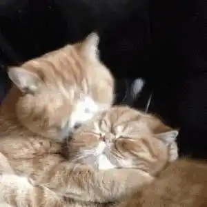 超可爱的猫咪头像,可爱又迷人超级全
