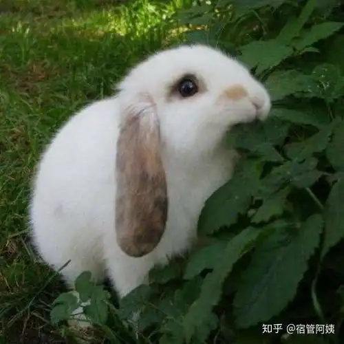在宿舍养兔子被辅导员发现怎么办

