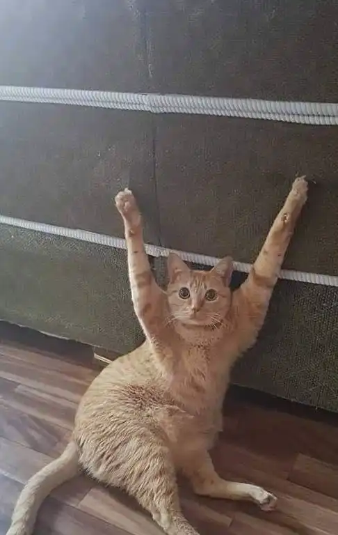 橘猫犯二挠沙发被勾住了,举起手一脸无辜的向主人求救
