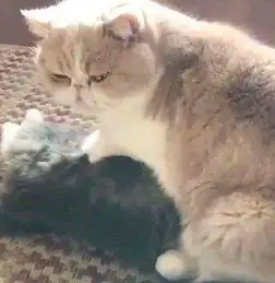 看起来就像两百斤的胖橘向猫妈妈撒娇,却忘了自己的体重差点压死
